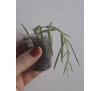Хойя Лінеаріс -Hoya Linearis